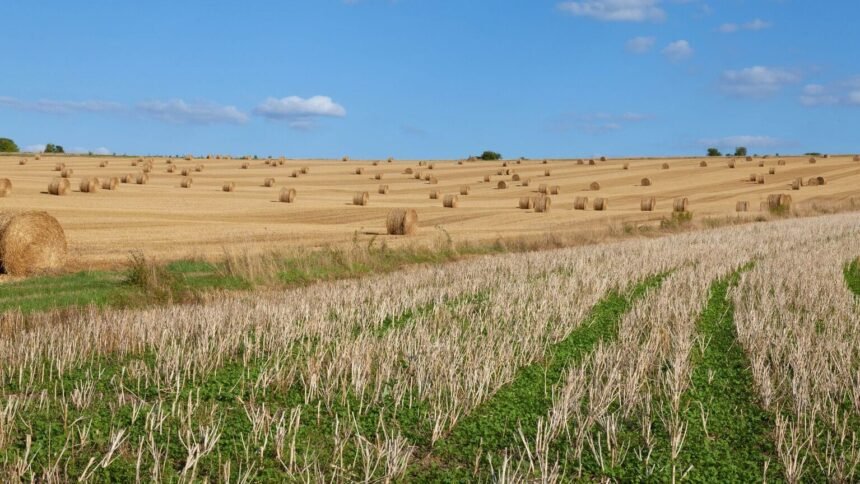 Sécheresse : syndicats agricoles et gouvernement s'affrontent sur l'ampleur des aides Sécheresse : syndicats agricoles et gouvernement s’affrontent sur l’ampleur des aides