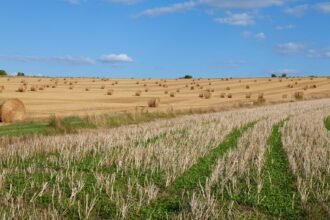 Sécheresse : syndicats agricoles et gouvernement s'affrontent sur l'ampleur des aides