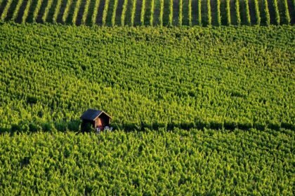 Vendanges 2026 : la bourgogne bat un nouveau record de précocité dès le 8 août Vendanges 2026 : la Bourgogne bat un nouveau record de précocité dès le 8 août