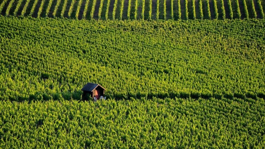Vendanges 2026 : la bourgogne bat un nouveau record de précocité dès le 8 août Vendanges 2026 : la Bourgogne bat un nouveau record de précocité dès le 8 août