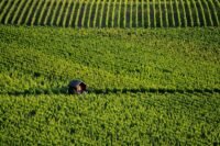Vendanges 2026 : la Bourgogne bat un nouveau record de précocité dès le 8 août