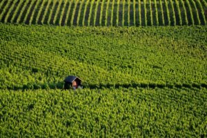 Vendanges 2026 : la bourgogne bat un nouveau record de précocité dès le 8 août Vendanges 2026 : la Bourgogne bat un nouveau record de précocité dès le 8 août