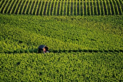Vendanges 2026 : la bourgogne bat un nouveau record de précocité dès le 8 août Vendanges 2026 : la Bourgogne bat un nouveau record de précocité dès le 8 août