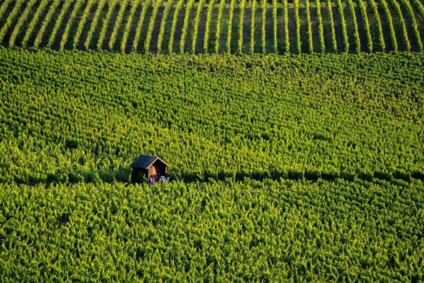Vendanges 2026 : la bourgogne bat un nouveau record de précocité dès le 8 août Vendanges 2026 : la Bourgogne bat un nouveau record de précocité dès le 8 août