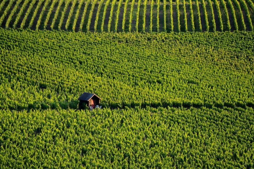 Vendanges 2026 : la bourgogne bat un nouveau record de précocité dès le 8 août Vendanges 2026 : la Bourgogne bat un nouveau record de précocité dès le 8 août