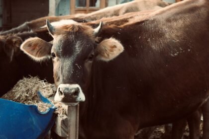 Un nouveau virus bovin détecté dans l&rsquo;est de la France