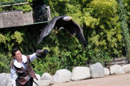 Zooparc de beauval : un octogénaire chute des gradins et blesse un spectateur ZooParc de Beauval : un octogénaire chute des gradins et blesse un spectateur