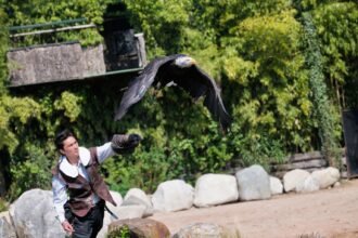Zoo de Beauval : un octogénaire chute des gradins et blesse un visiteur