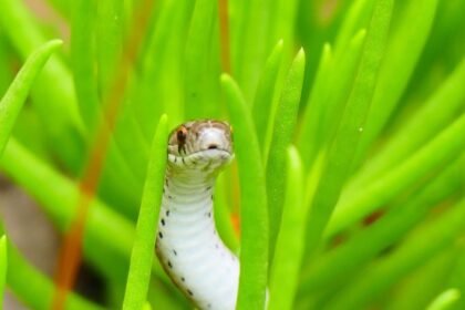 À ibiza, des serpents envahissent toilettes, éviers et piscines À Ibiza, des serpents envahissent toilettes, éviers et piscines