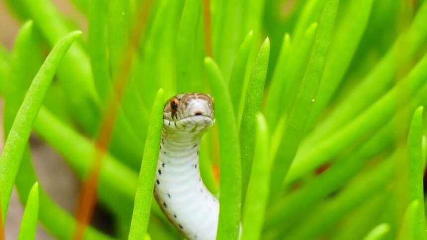 À Ibiza, des serpents envahissent toilettes, éviers et piscines