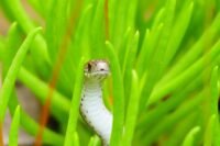 À ibiza, des serpents envahissent toilettes, éviers et piscines À Ibiza, des serpents envahissent toilettes, éviers et piscines