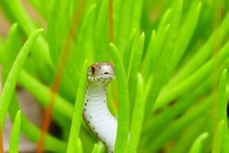 À Ibiza, des serpents envahissent toilettes, éviers et piscines
