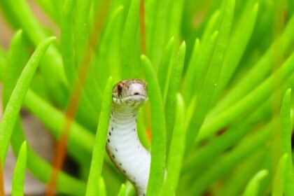 À ibiza, des serpents envahissent toilettes, éviers et piscines À Ibiza, des serpents envahissent toilettes, éviers et piscines