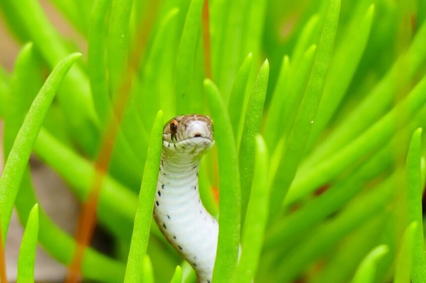 À Ibiza, des serpents envahissent toilettes, éviers et piscines