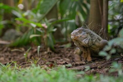 Bruxelles : un iguane s&rsquo;échappe des égouts et débarque chez un habitant