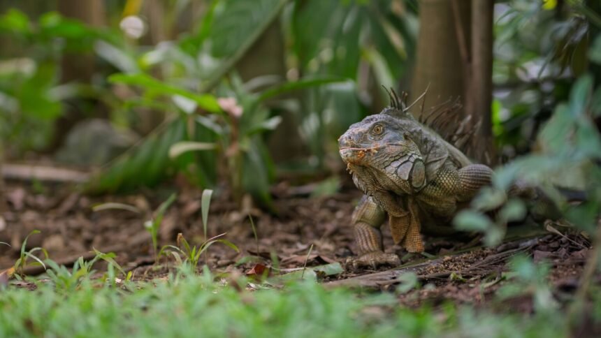 Bruxelles : un iguane s&rsquo;échappe des égouts et débarque chez un habitant
