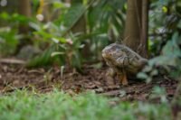 Bruxelles : un iguane s'échappe des égouts et débarque chez un habitant