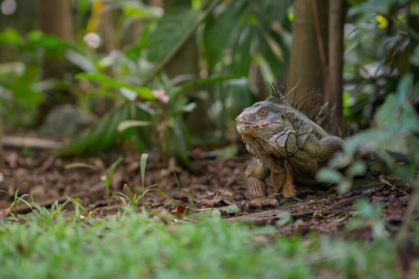 Bruxelles : un iguane s'échappe des égouts et débarque chez un habitant Bruxelles : un iguane s'échappe des égouts et débarque chez un habitant