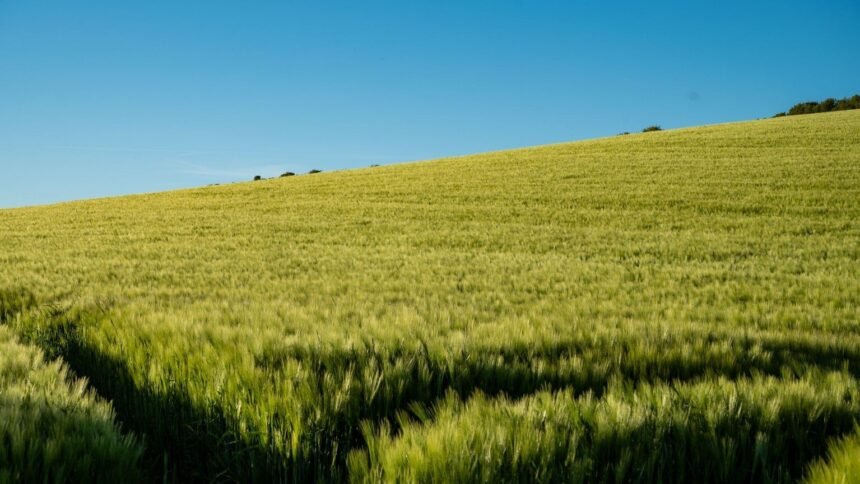 Météo : jusqu'à 43°c dans la vallée du rhône ce lundi, pic de la canicule Météo : jusqu’à 43°C dans la vallée du Rhône ce lundi, pic de la canicule
