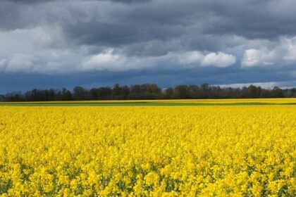 Météo de ce dimanche : chaleur au Sud, orages au Sud-Ouest