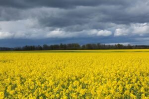Météo de ce dimanche : chaleur au sud, orages au sud-ouest Météo de ce dimanche : chaleur au Sud, orages au Sud-Ouest