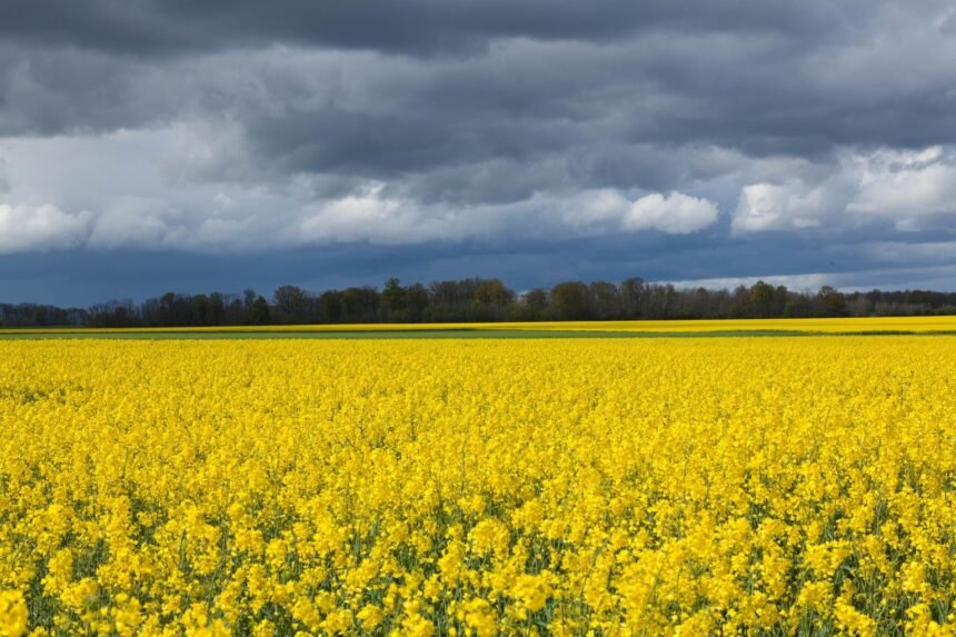 Météo de ce dimanche : chaleur au sud, orages au sud-ouest Météo de ce dimanche : chaleur au Sud, orages au Sud-Ouest