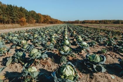 Sécheresse : les fruits et légumes rétrécissent dans les rayons cet été