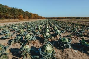 Sécheresse : les fruits et légumes rétrécissent dans les rayons cet été Sécheresse : les fruits et légumes rétrécissent dans les rayons cet été