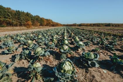 Sécheresse : les fruits et légumes rétrécissent dans les rayons cet été Sécheresse : les fruits et légumes rétrécissent dans les rayons cet été