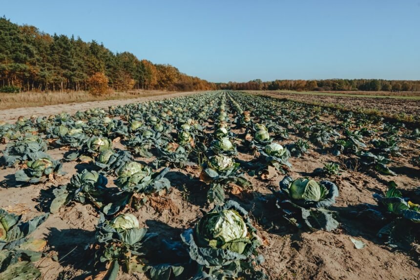 Sécheresse : les fruits et légumes rétrécissent dans les rayons cet été Sécheresse : les fruits et légumes rétrécissent dans les rayons cet été