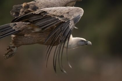 Sarthe : le vautour évadé du zoo de La Flèche a été retrouvé