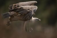 Sarthe : le vautour évadé du zoo de La Flèche a été retrouvé