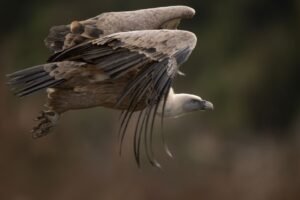 Sarthe : le vautour évadé du zoo de la flèche a été retrouvé Sarthe : le vautour évadé du zoo de La Flèche a été retrouvé