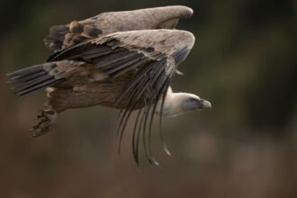 Sarthe : le vautour évadé du zoo de La Flèche a été retrouvé