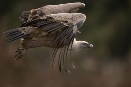 Sarthe : le vautour évadé du zoo de la flèche a été retrouvé Sarthe : le vautour évadé du zoo de La Flèche a été retrouvé