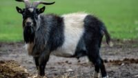 Latrape : un bouc agressif bloque un habitant chez lui, neuf pompiers appelés prince, harry, révèle, qursquoil, a