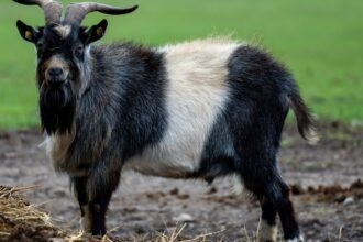 Latrape : un bouc agressif bloque un habitant chez lui, neuf pompiers appelés