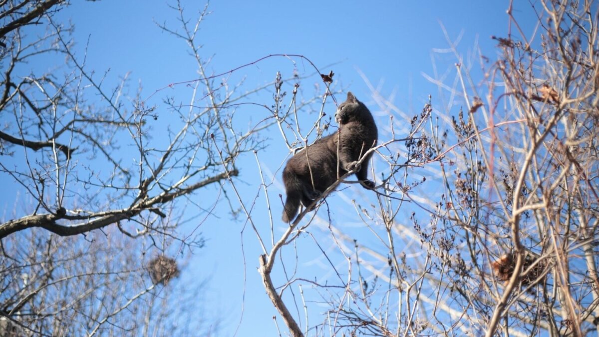 Le Houlme : un chat coincé 4 jours dans un arbre, sauvé par le quartier