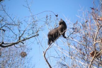 Le Houlme : un chat coincé 4 jours dans un arbre, sauvé par le quartier