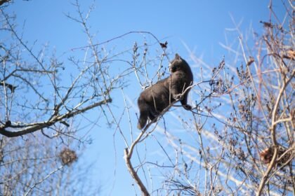 Le Houlme : un chat coincé 4 jours dans un arbre, sauvé par le quartier