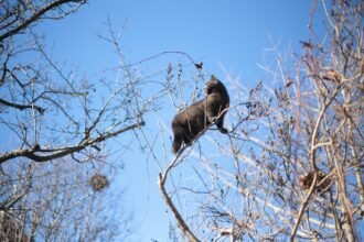Le Houlme : un chat coincé 4 jours dans un arbre, sauvé par le quartier