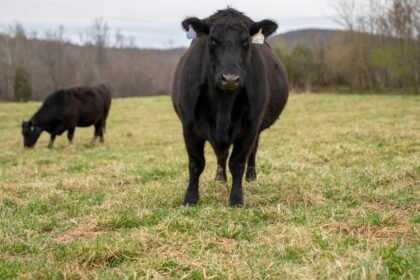 UE : les importations de viande brésilienne suspendues dès jeudi