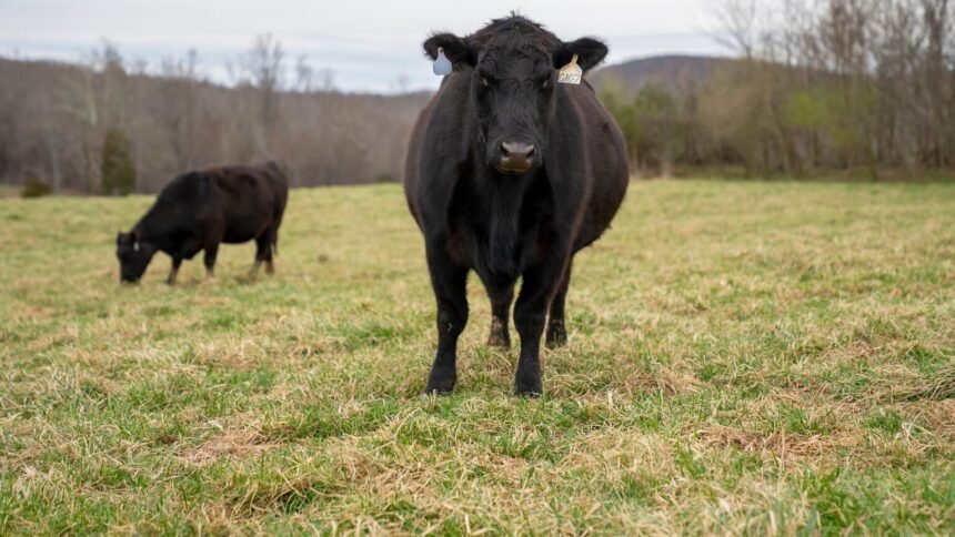UE : les importations de viande brésilienne suspendues dès jeudi