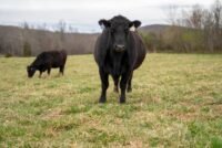 Ue : les importations de viande brésilienne suspendues dès jeudi fin, drsquoune, Ère, des, chiffres