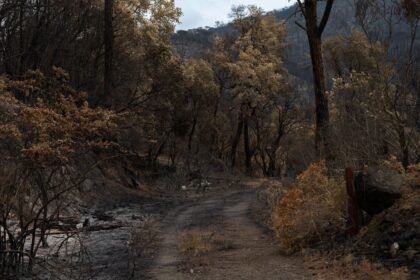 Pyrénées-orientales : cinq ans ferme pour un pyromane récidiviste Pyrénées-Orientales : cinq ans ferme pour un pyromane récidiviste