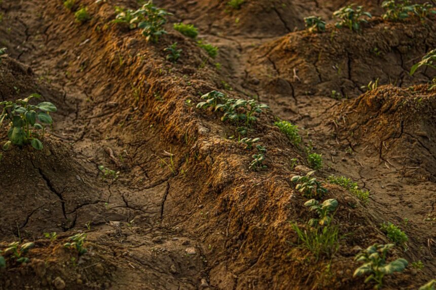 Plan d’urgence agricole reporté : les agriculteurs attendent toujours plan urgence agricole secheresse 2026