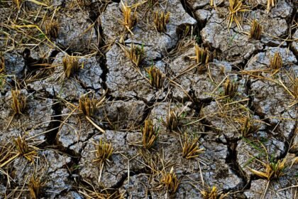 Sécheresse 2026 : plus d'un milliard d'euros pour sauver l'agriculture en bref