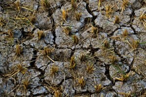 Sécheresse 2026 : plus d'un milliard d'euros pour sauver l'agriculture dals, voici, pourquoi, danse, stars