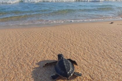 Toulon : une vingtaine de bébés tortues caouannes s'élancent vers la mer, une première dans la rade en bref