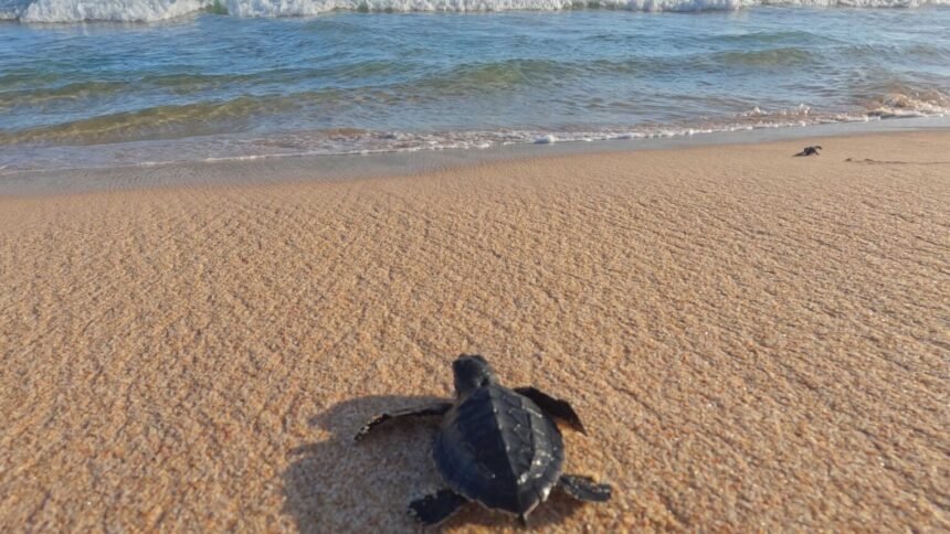 tortues caouannes Toulon
